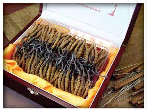 青羊冬虫夏草回收